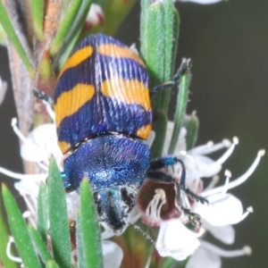 Castiarina klugii at Bluetts Block (402, 403, 12, 11) - 30 Nov 2023 04:18 PM