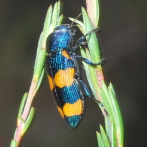 Castiarina klugii at Block 402 - 30 Nov 2023