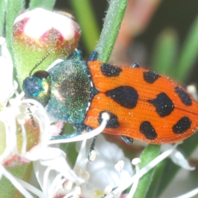 Castiarina octomaculata (A jewel beetle) at Block 402 - 30 Nov 2023 by Harrisi