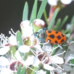 Castiarina octomaculata at Bluetts Block (402, 403, 12, 11) - 30 Nov 2023