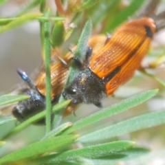 Castiarina subpura (A jewel beetle) at Piney Ridge - 30 Nov 2023 by Harrisi