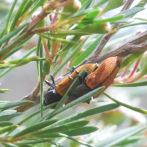 Castiarina subpura at Bluetts Block (402, 403, 12, 11) - 30 Nov 2023 03:14 PM