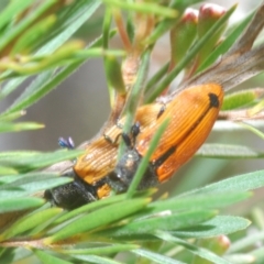 Castiarina subpura at Block 402 - 30 Nov 2023