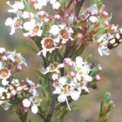 Castiarina decemmaculata (Ten-spot Jewel Beetle) at Block 402 - 30 Nov 2023 by Harrisi
