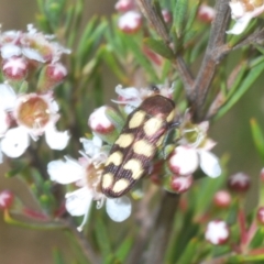 Castiarina decemmaculata at Bluetts Block (402, 403, 12, 11) - 30 Nov 2023 03:26 PM