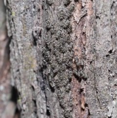 Psocodea 'Psocoptera' sp. (order) (Unidentified plant louse) at Capalaba, QLD - 9 Nov 2023 by TimL
