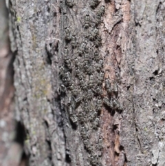 Unidentified Plant Louse (Psocodea, Pscoptera, several families) at Capalaba, QLD - 9 Nov 2023 by TimL