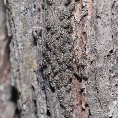 Psocodea 'Psocoptera' sp. (order) at Capalaba, QLD - 9 Nov 2023 by TimL