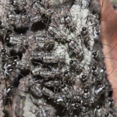 Psocodea 'Psocoptera' sp. (order) (Unidentified plant louse) at Capalaba, QLD - 9 Nov 2023 by TimL