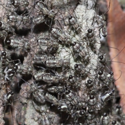 Unidentified Plant Louse (Psocodea, Pscoptera, several families) at Capalaba, QLD - 9 Nov 2023 by TimL
