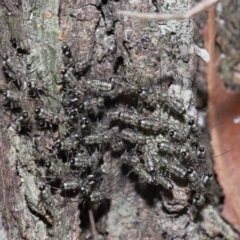Psocodea 'Psocoptera' sp. (order) at Capalaba, QLD - 9 Nov 2023 11:02 AM