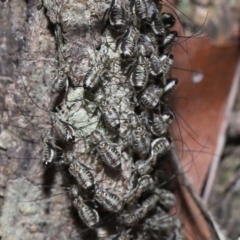 Psocodea 'Psocoptera' sp. (order) at Capalaba, QLD - 9 Nov 2023 11:02 AM