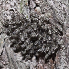 Unidentified Plant Louse (Psocodea, Pscoptera, several families) at Capalaba, QLD - 9 Nov 2023 by TimL