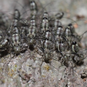 Psocodea 'Psocoptera' sp. (order) at Capalaba, QLD - 9 Nov 2023 11:09 AM