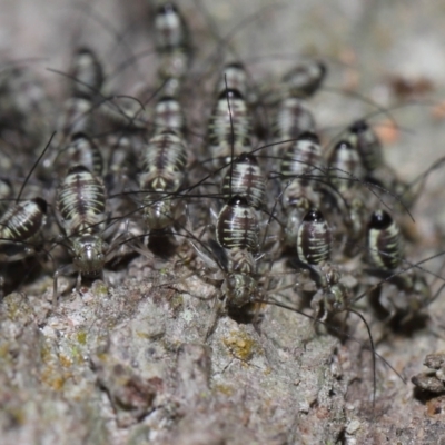 Psocodea 'Psocoptera' sp. (order) at Capalaba, QLD - 9 Nov 2023 by TimL