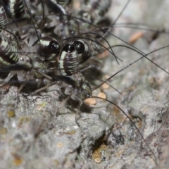 Psocodea 'Psocoptera' sp. (order) at Capalaba, QLD - 9 Nov 2023 11:09 AM