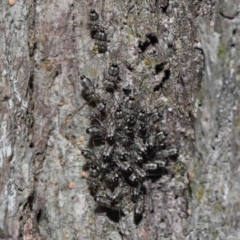 Psocodea 'Psocoptera' sp. (order) at Capalaba, QLD - 9 Nov 2023 11:09 AM