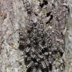 Psocodea 'Psocoptera' sp. (order) at Capalaba, QLD - 9 Nov 2023 11:09 AM