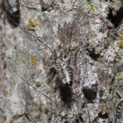 Psocodea 'Psocoptera' sp. (order) at Capalaba, QLD - 9 Nov 2023 11:09 AM