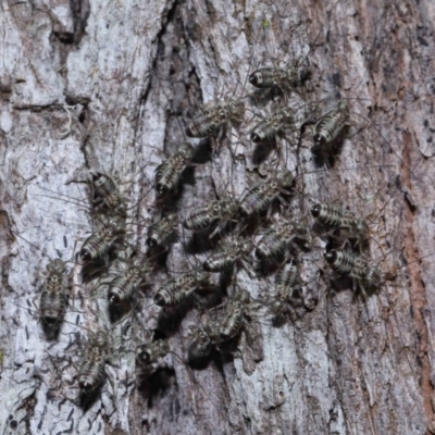 Unidentified Plant Louse (Psocodea, Pscoptera, several families) at Capalaba, QLD - 9 Nov 2023 by TimL