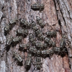 Psocodea 'Psocoptera' sp. (order) at Capalaba, QLD - 9 Nov 2023 11:12 AM