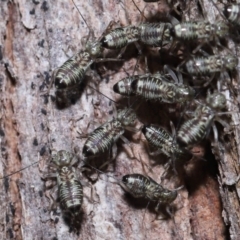 Psocodea 'Psocoptera' sp. (order) at Capalaba, QLD - 9 Nov 2023 11:12 AM