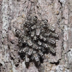 Psocodea 'Psocoptera' sp. (order) (Unidentified plant louse) at Capalaba, QLD - 9 Nov 2023 by TimL