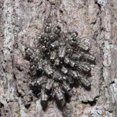 Unidentified Plant Louse (Psocodea, Pscoptera, several families) at Capalaba, QLD - 9 Nov 2023 by TimL