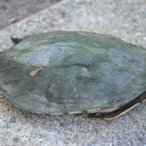 Chelodina longicollis at Jamberoo, NSW - 1 Dec 2023 04:46 AM