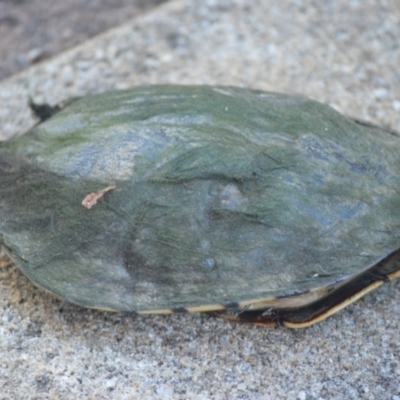 Chelodina longicollis (Eastern Long-necked Turtle) at Jamberoo, NSW - 1 Dec 2023 by plants