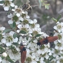 Porrostoma rhipidium (Long-nosed Lycid (Net-winged) beetle) at Gigerline Nature Reserve - 30 Nov 2023 by JaneR