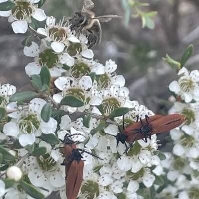 Porrostoma rhipidium (Long-nosed Lycid (Net-winged) beetle) at Tuggeranong, ACT - 30 Nov 2023 by JaneR