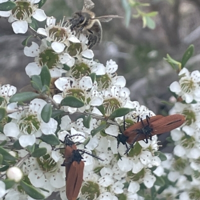 Porrostoma rhipidium (Long-nosed Lycid (Net-winged) beetle) at Gigerline Nature Reserve - 30 Nov 2023 by JaneR