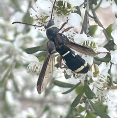 Hesthesis plorator (A longhorn beetle) at Tuggeranong, ACT - 30 Nov 2023 by JaneR