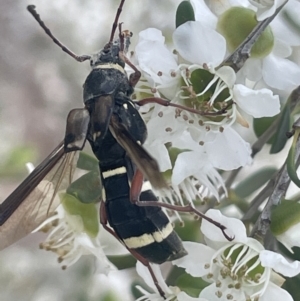 Hesthesis plorator at Gigerline Nature Reserve - 30 Nov 2023 03:25 PM