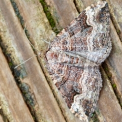 Epyaxa subidaria (Subidaria Moth) at Hughes, ACT - 30 Nov 2023 by LisaH