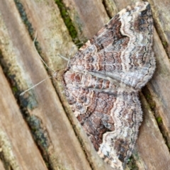 Epyaxa subidaria (Subidaria Moth) at Hughes, ACT - 1 Dec 2023 by LisaH