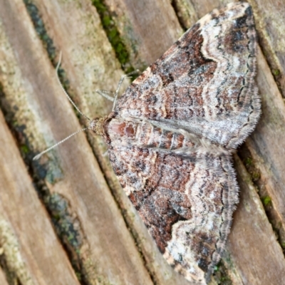 Epyaxa subidaria (Subidaria Moth) at Hughes, ACT - 30 Nov 2023 by LisaH