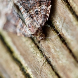 Epyaxa subidaria at Hughes, ACT - 1 Dec 2023