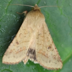 Helicoverpa armigera (Cotton bollworm, Corn earworm) at Hughes, ACT - 30 Nov 2023 by LisaH