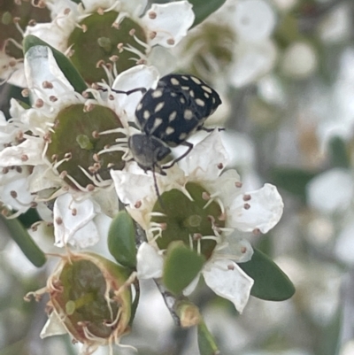 Mordella dumbrelli (Dumbrell's Pintail Beetle) at Tuggeranong, ACT - 30 Nov 2023 by JaneR