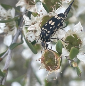 Mordella dumbrelli at Gigerline Nature Reserve - 30 Nov 2023 03:27 PM