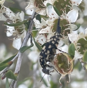 Mordella dumbrelli at Gigerline Nature Reserve - 30 Nov 2023 03:27 PM