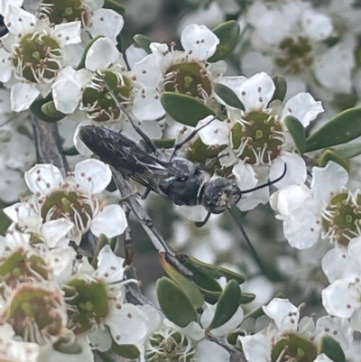 Tiphiidae (family) (Unidentified Smooth flower wasp) at Tuggeranong, ACT - 30 Nov 2023 by JaneR