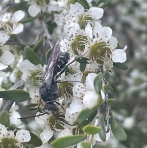 Tiphiidae (family) at Gigerline Nature Reserve - 30 Nov 2023