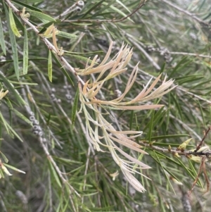 Callistemon sieberi at Gigerline Nature Reserve - 30 Nov 2023 02:33 PM