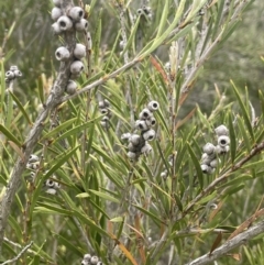 Callistemon sieberi at Gigerline Nature Reserve - 30 Nov 2023 02:33 PM