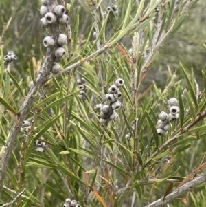 Callistemon sieberi at Gigerline Nature Reserve - 30 Nov 2023