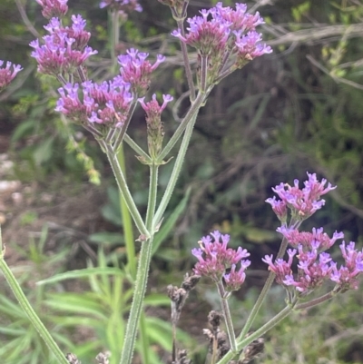 Verbena incompta (Purpletop) at Tuggeranong, ACT - 30 Nov 2023 by JaneR