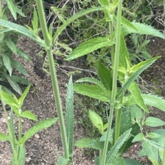 Verbena incompta at Gigerline Nature Reserve - 30 Nov 2023